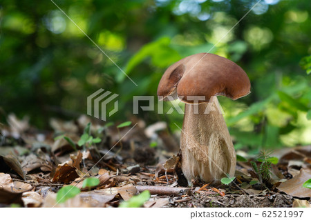 Edible mushroom Boletus reticulatus 62521997