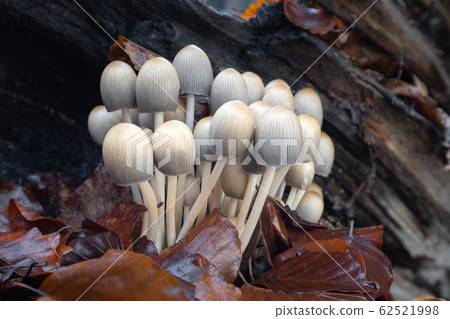 Coprinellus mushrooms Coprinellus mushrooms 62521998