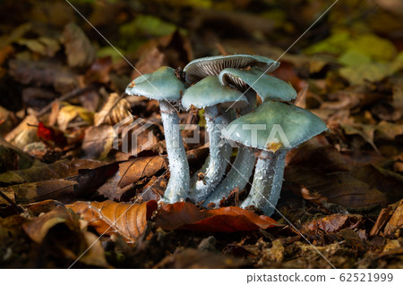 Stropharia caerulea Stropharia caerulea 62521999