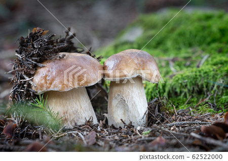 Edible mushroom Boletus edulis Edible mushroom Boletus edulis 62522000