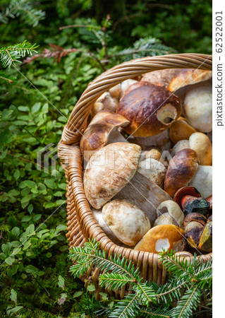 basket full of mushrooms basket full of mushrooms 62522001