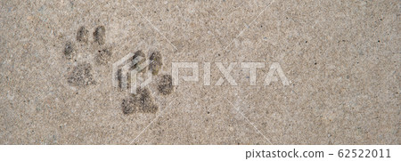 imprint of dog paws on concrete 62522011