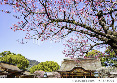 Dazaifu Tenmangu Shrine, where plum blossoms are in full bloom 62523095