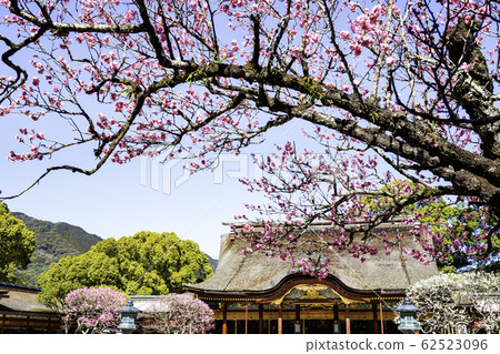 Dazaifu Tenmangu Shrine, where plum blossoms are in full bloom 62523096