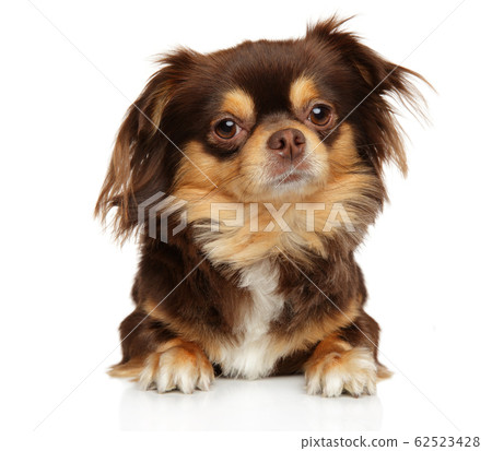 Adorable chihuahua dog lying Adorable chihuahua dog lying 62523428