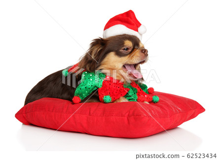 Chihuahua in a Christmas costume on red pillow Chihuahua in a Christmas costume on red pillow 62523434