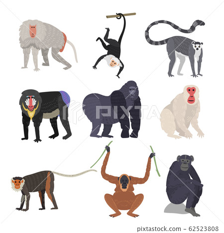 Different types of monkeys rare animal vector set. - Stock Illustration ...