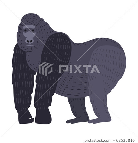 Gorila monkey rare animal vector. 62523816