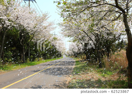 Nansan-ri, Cherry Blossoms Road, Cherry Blossoms, Road, Rural, Nansan-ri, Cherry Blossoms Road, Cherry Blossoms, Road, Rural, 62523867