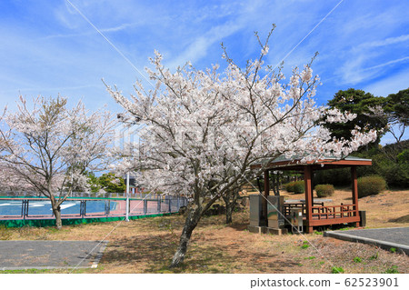 Nanshan-ri, Rural, Cherry blossoms, Parks, campsites, 62523901