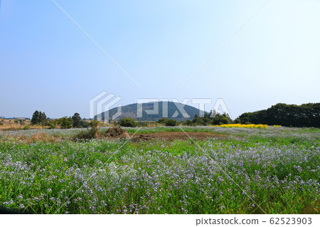 南山里，農村，尼爾花，油菜花， 62523903
