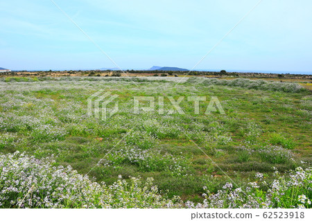 Nanshan-ri, Rural, Neal, Rape Blossoms, 62523918