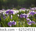 Iris shining in light 62524531