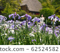 Iris and thatched roof 62524582