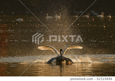 大池天鵝 62524848