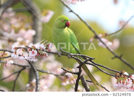 A female rose-ringed parakeet that eats cherry blossoms 62524978