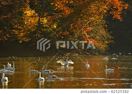 Oike Swan Oike Swan 62525382