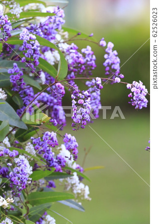 Hardenbergia (Komachi Wisteria) 62526023