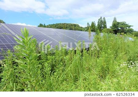 Solar power plant with overgrown weeds 62526334