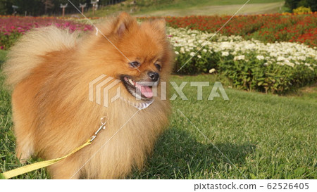 博美犬和花卉園 博美犬和花卉園 62526405