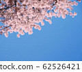 Cherry Blossoms	 62526421
