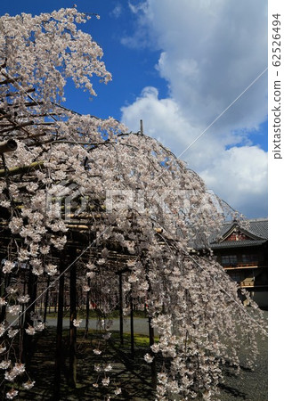 [Nara Prefecture] Tenri City Blue Sky and Cherry Blossoms 62526494