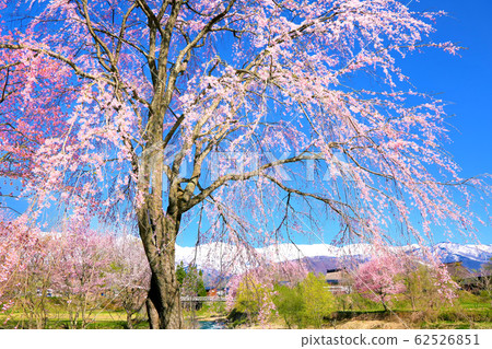 Cherry blossoms and Northern Alps of Hakuba Oide Park Cherry blossoms and Northern Alps of Hakuba Oide Park 62526851