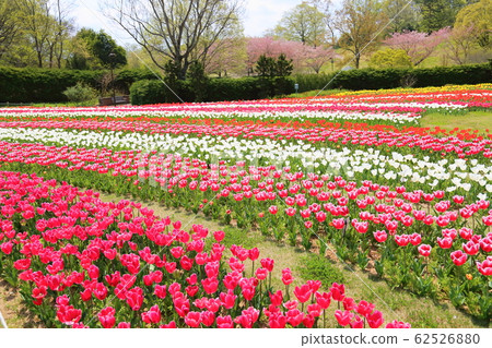 Tulip flower 62526880