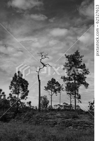 Black and white silhouette pine tree forest under afternoon sun 62527613