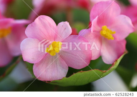 Begonia Semper Florence Pink Flower Begonia Semper Florence Pink Flower 62528243