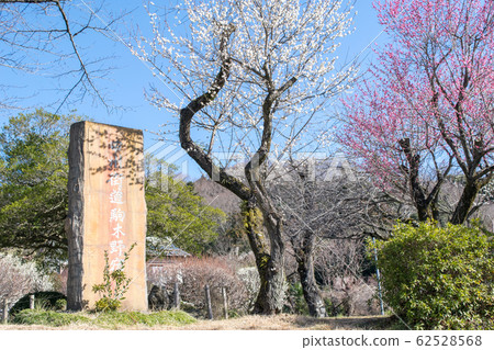 東京都八王子市高尾梅京區關所梅林 東京都八王子市高尾梅京區關所梅林 62528568