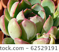 Succulent plants 62529191