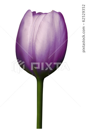 Purple  flower tulip on white isolated background 62529352