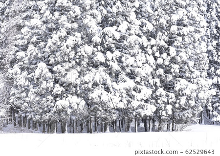 Snow scene 62529643