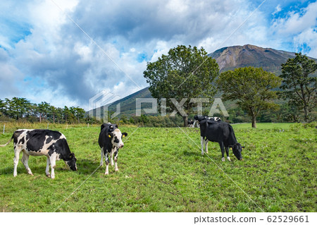 大山牛肉藍天 大山牛肉藍天 62529661