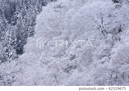 Snow scene Snow scene 62529675