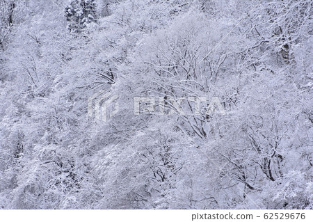 Snow scene 62529676