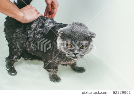 Grey Scottish fold cat takes a bath with his owner. She takes care of him and thoroughly washes his fur Grey Scottish fold cat takes a bath with his owner. She takes care of him and thoroughly washes his fur 62529901