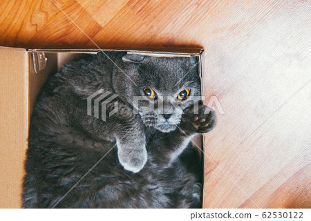 Grey Scottish fold cat sitting in blue box. Cats are usually very curious and climb into boxes. Copyspace for your text Grey Scottish fold cat sitting in blue box. Cats are usually very curious and climb into boxes. Copyspace for your text 62530122