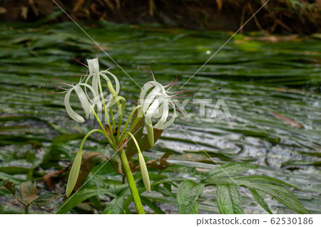 Rare Crinum thaianum or water lily, Onion Plant, Rare Crinum thaianum or water lily, Onion Plant, 62530186