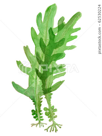 Wakame watercolor Wakame watercolor 62530224