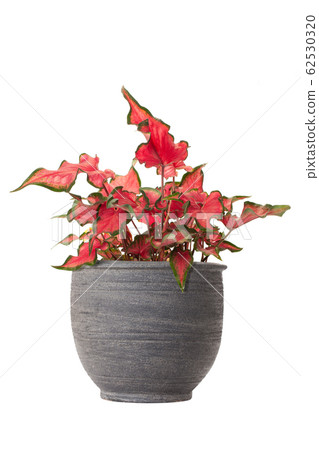 Caladium bicolor Plants isolated 62530320