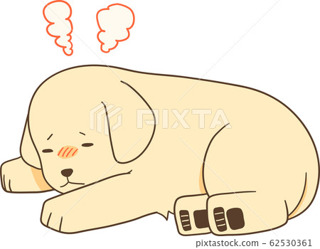 Golden Retriever puppy (fever / low fever) 62530361