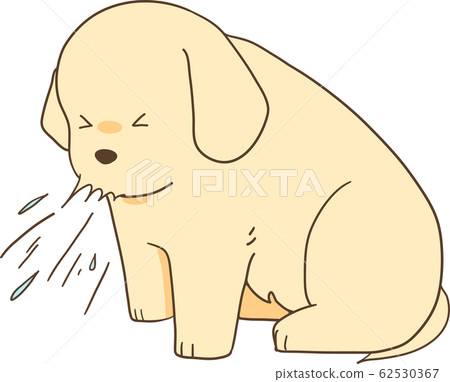 Golden Retriever puppy (sneezing) 62530367