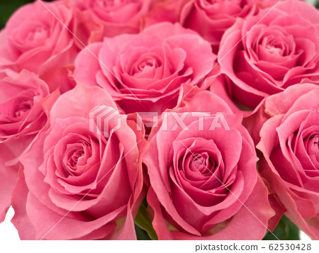 Rose of pink Rose of pink 62530428