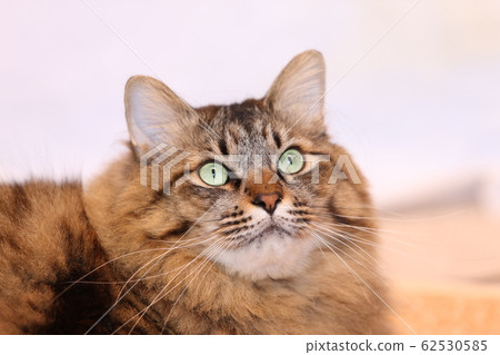 Cat's face up 62530585
