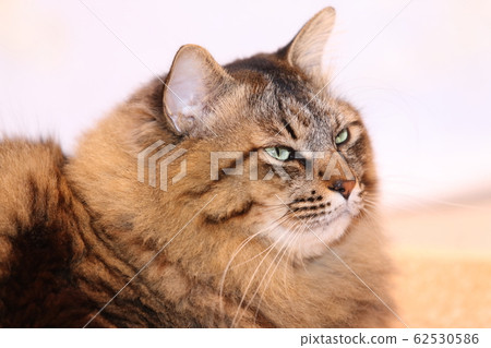 Cat's face up 62530586