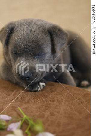 Puppy puppy puppy koinu puppy dog samurai year of the zodiac zodiac retriever labrador Puppy puppy puppy koinu puppy dog samurai year of the zodiac zodiac retriever labrador 62530631