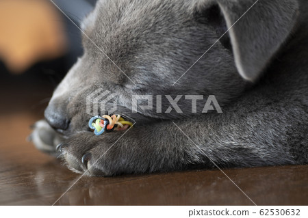 Puppy puppy puppy koinu puppy dog samurai year of the zodiac zodiac retriever labrador Puppy puppy puppy koinu puppy dog samurai year of the zodiac zodiac retriever labrador 62530632