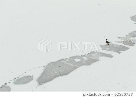 A lone duck walks across a frozen pond and leaves footprints. The concept of loneliness and abandonment 62530737